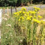 It’s tansy ragwort season
