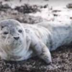 SeaDoc interns help stranded harbor seal pup | Video