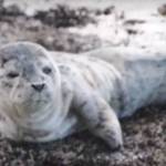 SeaDoc interns help stranded harbor seal pup | Video