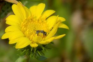 Indian Island wildflower recovery attracts bees