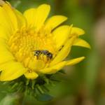 Indian Island wildflower recovery attracts bees