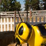 San Juan County Fair 2017 | Photos