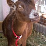 San Juan County Fair 2017 | Photos