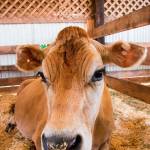San Juan County Fair 2017 | Photos