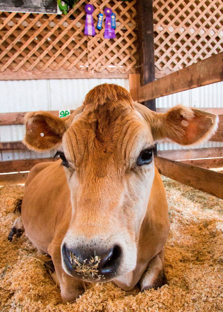 San Juan County Fair 2017 | Photos