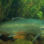 Seattle Times: solar eclipse’s tides cause broken net; up to 305,000 Atlantic salmon dumped into waters near San Juans