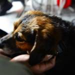 Hurricane Harvey help | Orcas Animal Shelter to bring back dogs from Texas