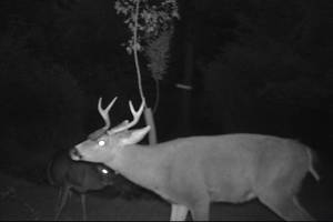 The impact of deer on the San Juan Islands