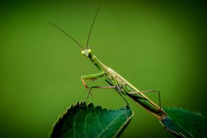Praying Mantis: beautiful but invasive