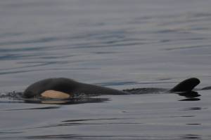 Contributed photo/Center for Whale Research                                J-52 shows the characteristic &ldquo;peanut head&rdquo; depression behind the outline shape of the skull covered by a thin blubber layer. This syndrome is associated with impending death.