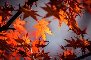 Salmonberry School hosts fall festival