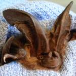 Contributed photo/Wolf Hollow                                A rare Townsend&rsquo;s big-eared bat that was found in distress, brought to Wolf Hollow, revived and released alive.