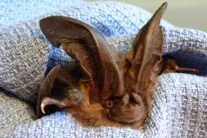 Contributed photo/Wolf Hollow                                A rare Townsend&rsquo;s big-eared bat that was found in distress, brought to Wolf Hollow, revived and released alive.