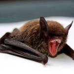 A little brown bat (Myotis lucifugus).
