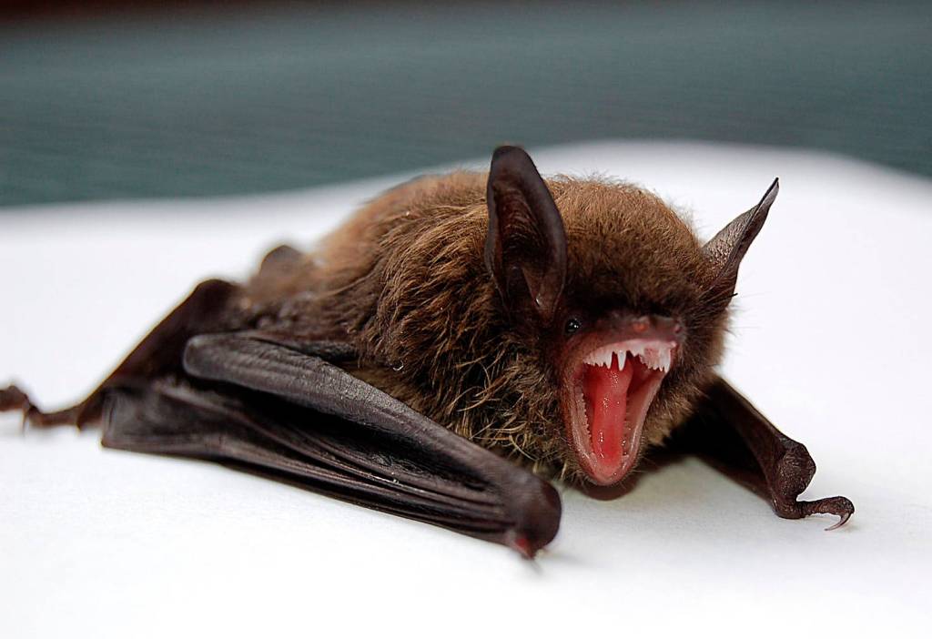A little brown bat (Myotis lucifugus).