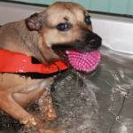 Staff photo, Heather Spaulding. Terri Dowell and Addy at Skookum Dog Rehabilitation and Fitness