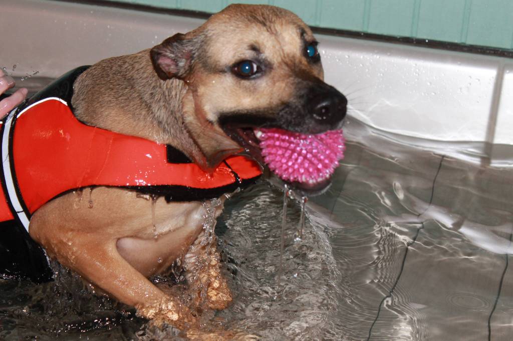 Staff photo, Heather Spaulding. Terri Dowell and Addy at Skookum Dog Rehabilitation and Fitness