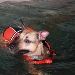 Staff photo, Heather Spaulding. Terri Dowell and Addy at Skookum Dog Rehabilitation and Fitness