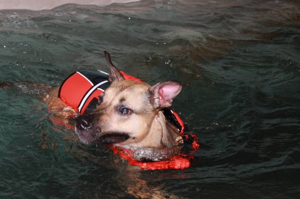 Staff photo, Heather Spaulding. Terri Dowell and Addy at Skookum Dog Rehabilitation and Fitness