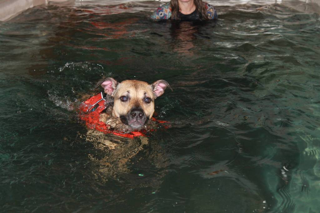 Staff photo, Heather Spaulding. Terri Dowell and Addy at Skookum Dog Rehabilitation and Fitness