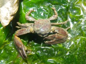 A flat top crab in Fishing Bay.