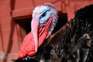 Second annual Thanks”Living” celebration