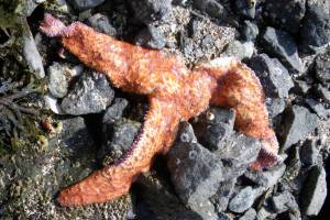 SeaDoc’s Joe Gaydos talks sea star wasting