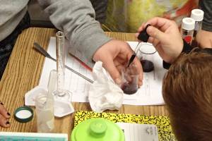 Students find Salal berries tasty, and good for you too