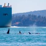 How vessel noise affects killer whales