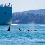 How vessel noise affects killer whales
