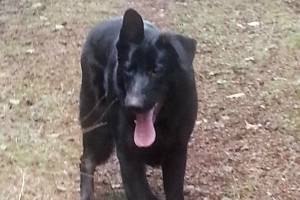 Missing dog on Orcas