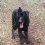 Missing dog on Orcas