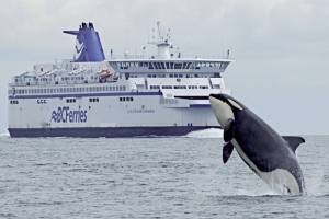 Dr. Rob Williams discusses tanker traffic, noise and marine wildlife