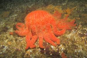 The ‘Andromeda Strain’ of the wildlife world