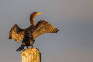 Winter birding boat trip