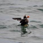 Contributed photo/SeaDoc Society                                Tufted Puffins are known for their bright orange bill.