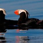 Wait is over for tufted puffin