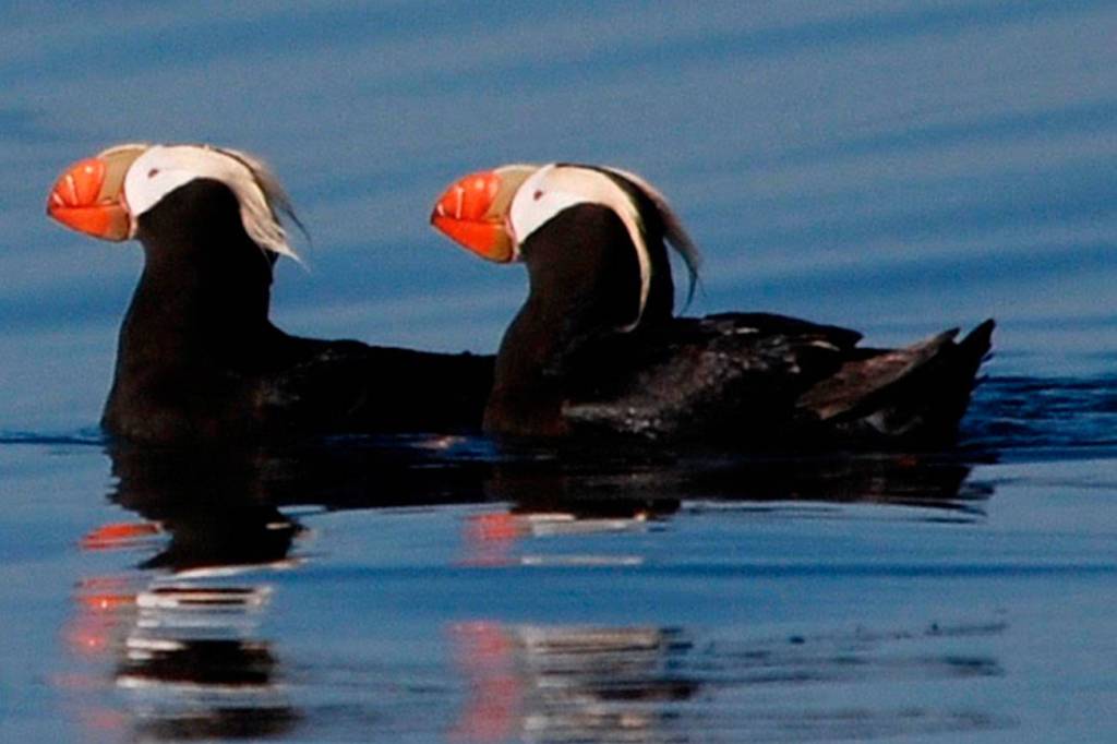 Wait is over for tufted puffin