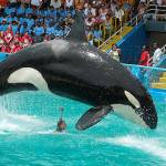 The killer whale known as Lolita at the Miami Seaquarium performs for a show. Shes lived there since 1970 after being captured in Penn Cove. Photo provided
