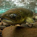 Long Live The Kings executive director talks salmon