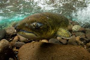 Long Live The Kings executive director talks salmon