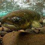 Long Live The Kings executive director talks salmon