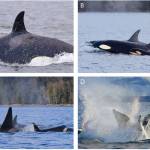 Scientists document rare orca infanticide in Canadian waters
