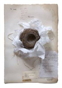 Caliology by Dianne Kornberg.