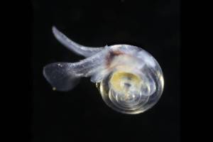 Ocean acidification expert to receive Salish Sea Science Prize