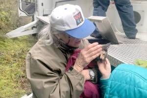 Rock Island and OIFR rescue cat from tree