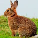 Deadly rabbit disease inches toward the San Juan Islands