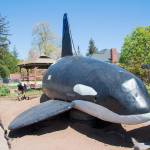 An orca out of water