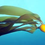 SeaDoc Society announces photography contest