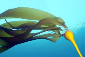 SeaDoc Society announces photography contest
